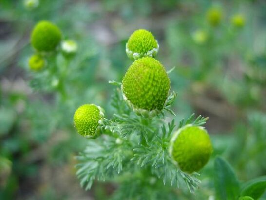 Kamillen fir d'Behandlung vu Kniearthrose